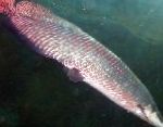 слатководних риба Пираруцу фотографија
