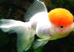 Goldfish značilnosti in nega