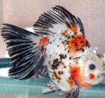 Goldfish características e cuidado