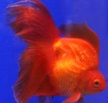 fotoğraf Akvaryum Balığı, Carassius auratus, kırmızı