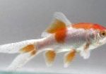 Photo Goldfish, Carassius auratus, Spotted