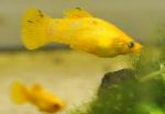 Фото Аквариумные Рыбки Моллинезия острорылая, Poecilia sphenops, желтый