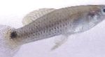 Photo Aquarium Fish Heterandria, Silver