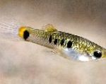 Photo Aquarium Fish Micropoecilia, Spotted