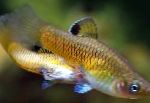 fotografija Akvarijske Ribice Phallichthys, zlato