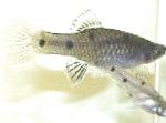 Photo Aquarium Fish Phallichthys, Silver