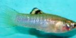 Photo Aquarium Fish Cauca-molly, Poecilia caucana, Silver