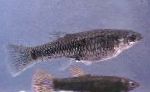 фотографија Акваријумске Рибице Поецилиопсис, Poeciliopsis, сребро