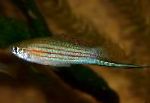 Flussfisch Xiphophorus Mayae Foto