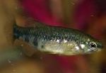 Nuotrauka Akvariumas Žuvys Zoogoneticus, taškuotas