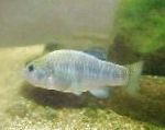 φωτογραφία τα ψάρια ενυδρείου Cyprinodon, Γαλάζιο