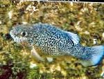照 观赏鱼 鳉属, Cyprinodon, 斑