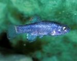 fotografie Akvarijní Ryby Cyprinodon, Modrý