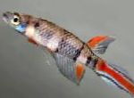 фотографија Акваријумске Рибице Епиплатис, Epiplatys, шаролик