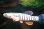 Фото Аквариумные Рыбки Фундулус, Fundulus, полосатый