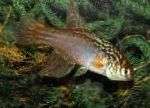 მტკნარი თევზი Maratecoara სურათი