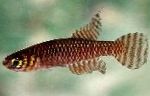 фотографија Акваријумске Рибице Нотхолебиас, Notholebias, браон