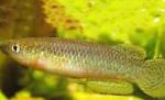 სურათი აკვარიუმის თევზი Pachypanchax, ყვითელი