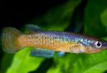 фотографија Акваријумске Рибице Пацхипанцхак, Pachypanchax, шаролик