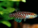 fotoğraf Akvaryum Balıkları Plesiolebias, rengârenk