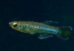Foto Akvarij Ribe Poropanchax, svijetloplava