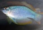 Blauw-Groene Procatopus