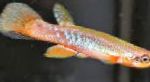 фотографија Акваријумске Рибице Ривулус, Rivulus, шаролик
