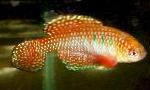 Foto Akvarij Ribe Simpsonichthys, crvena