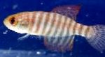 სურათი აკვარიუმის თევზი Simpsonichthys, ზოლიანი