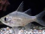 Hiiglane Glassfish