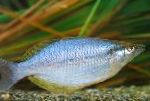 fotoğraf Akvaryum Balıkları Chilatherina, gümüş