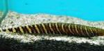 Tiger Knifefish