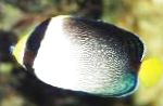 Meeresfische (Meerwasser) Chaetodontoplus Foto