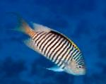 Bilde Akvariefisk Genicanthus, stripete