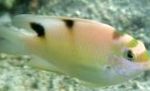 φωτογραφία τα ψάρια ενυδρείου Dischistodus, Ροζ