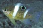 Photo Aquarium Fish Dischistodus, Striped