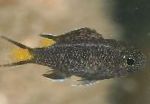 Фото Аквариумные Рыбки Неопомацентрус, Neopomacentrus, черный