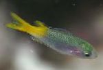 სურათი აკვარიუმის თევზი Neopomacentrus, მწვანე