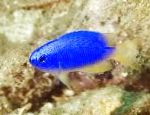 фотографија Акваријумске Рибице Помацентрус, Pomacentrus, плава
