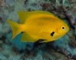fotografija Akvarijske Ribice Pomacentrus, rumena