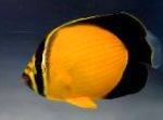 Arábiai Butterflyfish