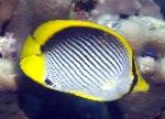 Must Tagatud Butterflyfish
