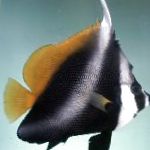 Maskeli Afiş Balık, Fantom Afiş Balık