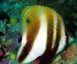Oranžinės Surištas Koralų Žuvis