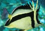 Scythe-mark butterflyfish