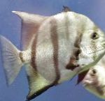 Атлантическият Spadefish