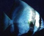 Batavia batfish