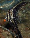 Photo Batavia batfish, Platax batavianus, Striped