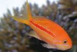 სურათი აკვარიუმის თევზი Pseudanthias, ზოლიანი