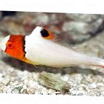 Bicolor parrot fish